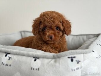 Maltipoo f1 Standard