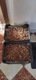 VLAŠSKÉ OŘECHY ČERTVĚ VYLOUPANÁ JÁDRA