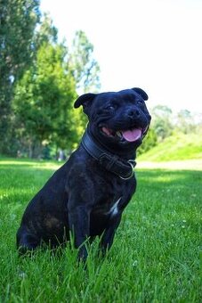 Stafordšírský bulteriér - krytí