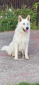 Bílý švýcarský ovčák s PP-uchovnělý