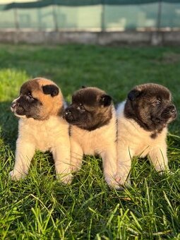 Americká akita - štěňata