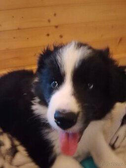 Border Kolie - štěňátko- pejsek