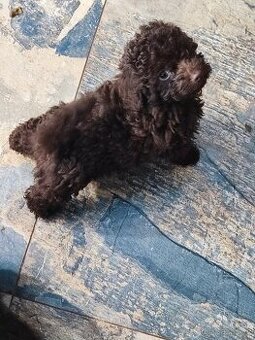 Pudl trpasličí černý a hnědý s p.p.