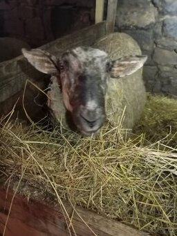 Prodám dvouletého berana.