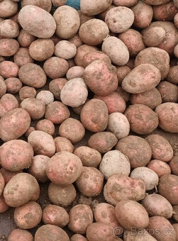 Konzumní brambory pozdní BIO Red Ana
