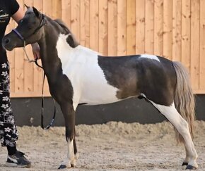 Plemenný hřebec minihorse