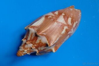 Cymbiola aulica 2 XXXL - 1