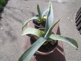 Aloe vera