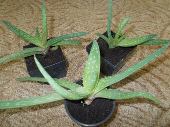 Aloe vera - 1