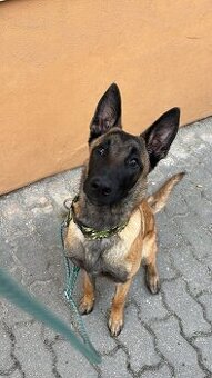 Belgický ovčák malinois s PP- fenka 6 měsíců