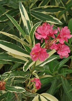 Oleandr variegata - panašovaný - 1