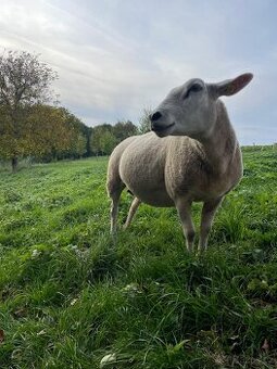 Prodej plemenných beranů Texel - 1