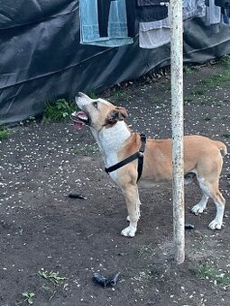 Americký pitbulteriér