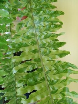 Nephrolepis exaltata variegata ‘Tiger’ - 1