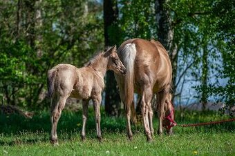 Letošní buckskin QH klisna k rezervaci