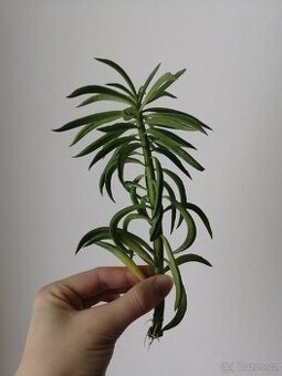 Peperomia