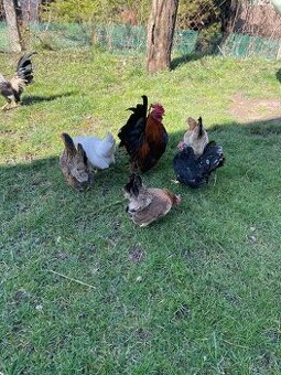 Chovný kmeň-Ayam serama
