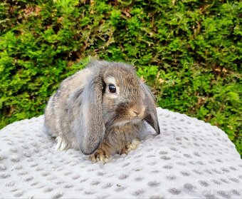 Zakrslý beránek, králíček, králík - MEDA