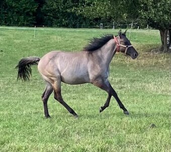 Roční grullo valach Quarter Horse