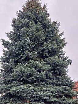 Větve stříbrného smrku