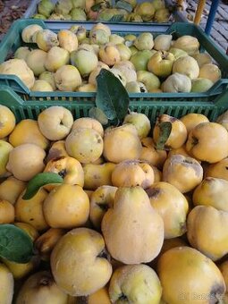 Kdoule, prodám plody kdouloně, čerstvé