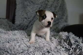 Jack Russell teriér - jrt