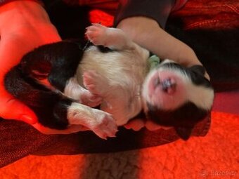 Poslední chlapeček Border kolie s PP