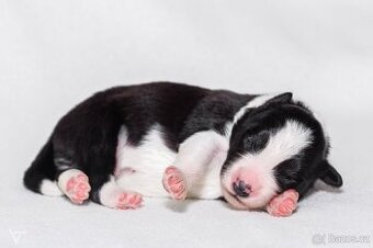 Poslední chlapeček Border kolie s PP