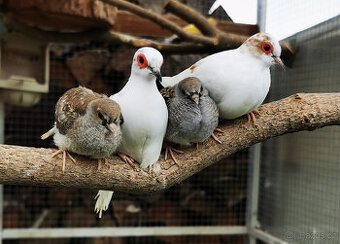 Holoubek diamantový straky 2025