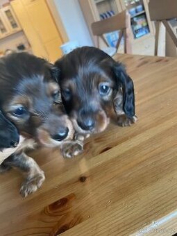 Jezevčík dlouhosrstý trpasličí