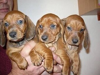 Jezevčíka trpasličí