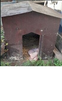 Psí bouda masivní těžká