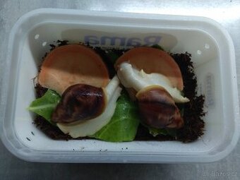 Africký šnek, mláďata