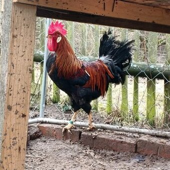 Kohout Vlaška koroptví