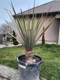 Yucca rigida