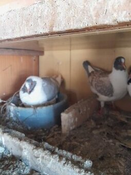 Holubi prácheňský káník