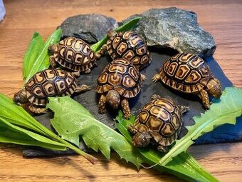 Mláďata: želva pardálí babcocki) – vlastní odchov