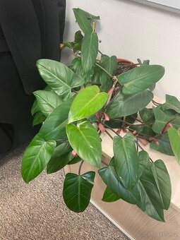 Květina do interieru Philodendron