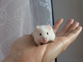 Barevná myš - samec na mazla - 1