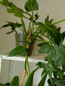 Prodám košatý rychlerostoucí Phylodendron - 1