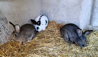 Králíci do dalšího chovu - kříženci obřích plemen