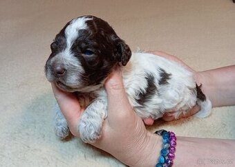 Lagotto romagnolo s PP - 1