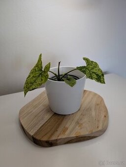 Syngonium Mojito - 1