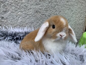❤️❤️Minilop Kralicek Beránek k odběru ⭐️