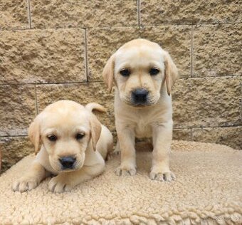 Nabídka štěňat labradorského retrievera