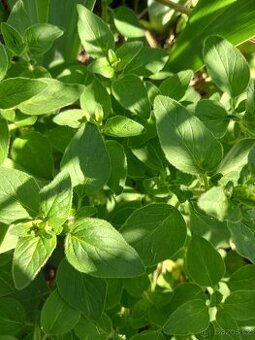 Oregano, Dobromysl obecná