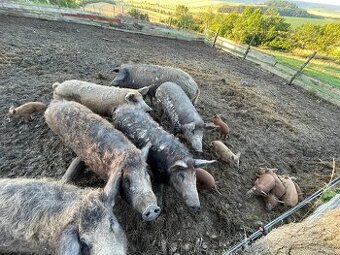 Mangalica