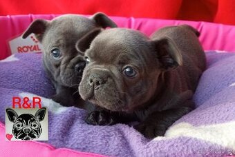 Francouzský buldoček modrý - French bulldog blue
