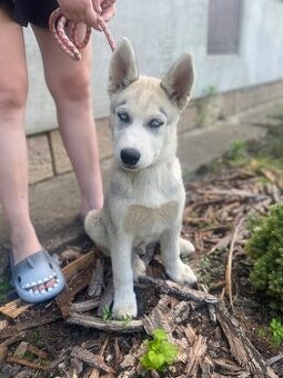 Sibiřský husky