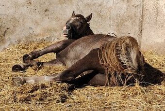 nabízíme roční klisnu wels pad-Bred